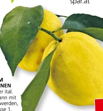 SPAR Gourmet Zitronen Angebot