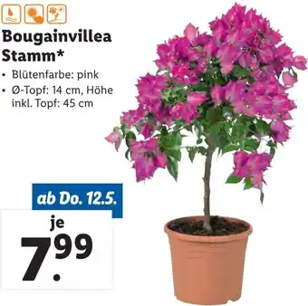 Lidl Bougainvillea Stamm 14 cm Angebot