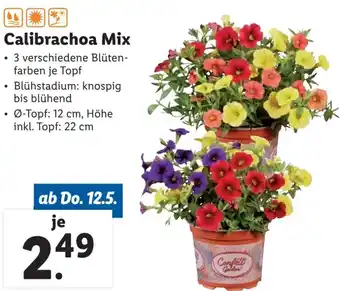 Lidl Calibrachoa Mix 12 cm Angebot