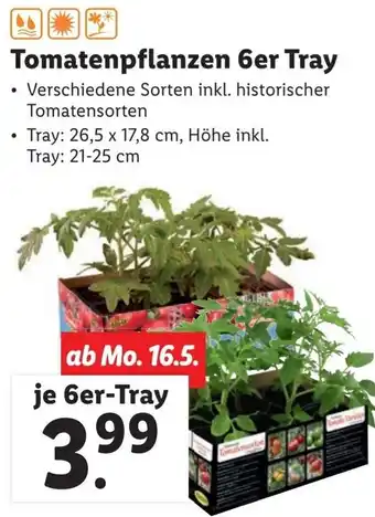 Lidl Tomatenpflanzen 6er Tray 26,5 x 17,8 cm Angebot