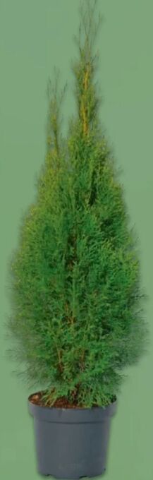 Metro Thuje Smaragd Angebot