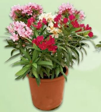 Metro Oleander Busch Tricolor Angebot