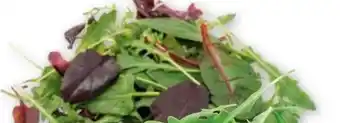 PENNY Salat Rucola Angebot