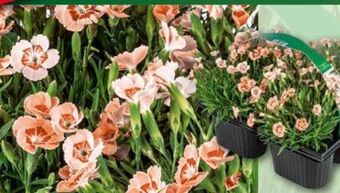 Norma Topfnelke Peach Party Angebot