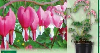 Norma Tränendes Herz Angebot