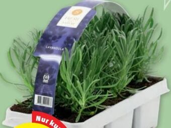 PENNY Lavendel Angebot