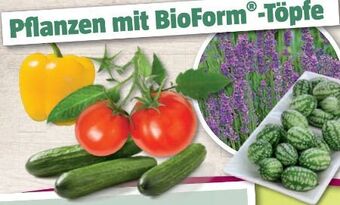 Bauhaus Lavendel Angebot
