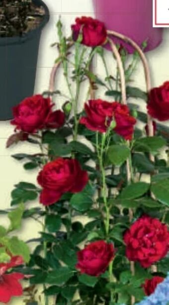 Bauhaus Rosen Doppelbogen Angebot