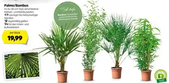 Hofer Palme/Bambus Angebot
