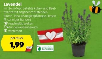 Hofer Lavendel Angebot