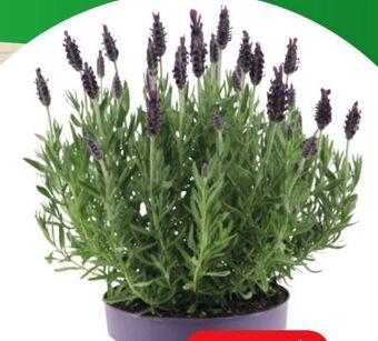 Eurospar Lavendel Busch Angebot
