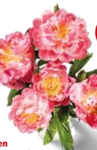 Interspar Pfingstrosen Angebot