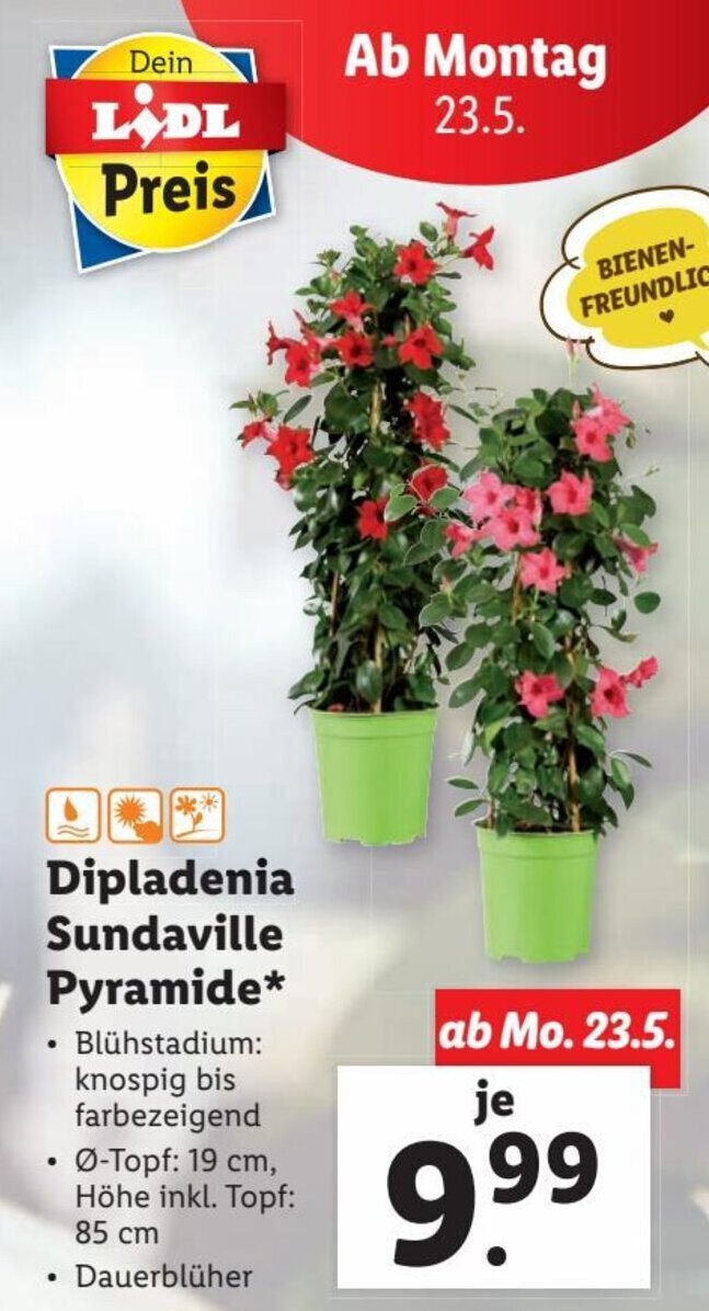 Dipladenia Sundaville Pyramide Angebot bei Lidl