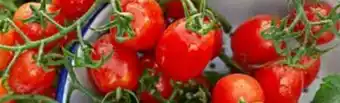 Dehner Bodendeckertomate Angebot