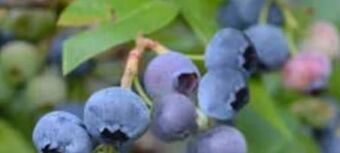 Dehner Heidelbeeren Angebot