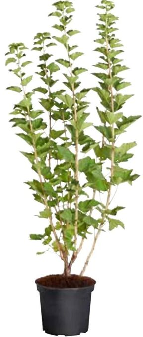 Dehner Heidelbeeren Angebot