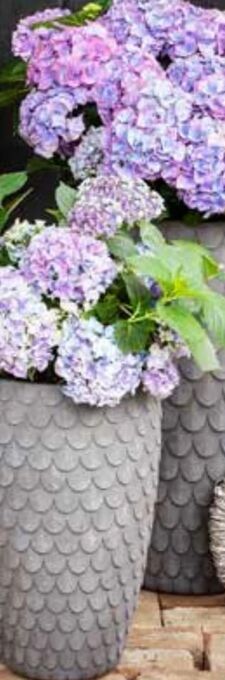 Dehner Hortensie Angebot