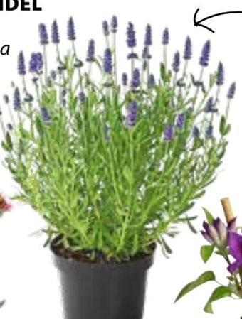 Dehner Lavendel Angebot