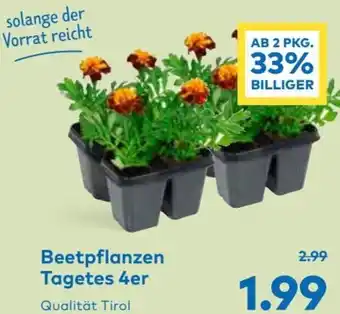 T&G Beetpflanzen Tagetes 4er Angebot