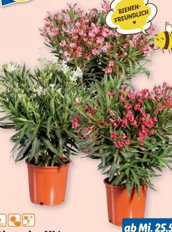 Lidl Oleander Angebot
