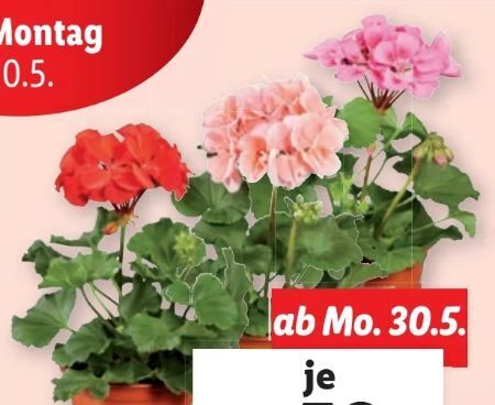 57+ Geranien Pflanzen Gekauft Bei Lidl, Erfahre so den aktuellen