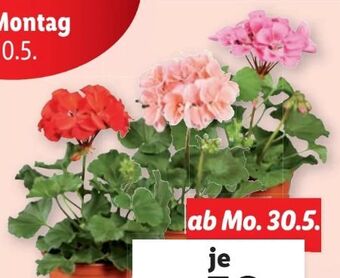 Lidl Stehende Geranien Angebot