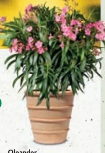 Bellaflora Oleander Angebot