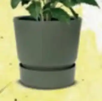 Bellaflora Pflanztopf Angebot