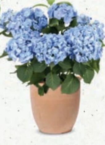 Bellaflora Hortensie Angebot