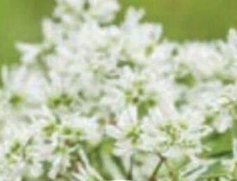 Bellaflora Zauberschnee Diamond Frost Angebot