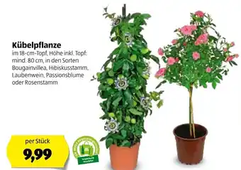 Hofer Kübelpflanze 18 cm Angebot