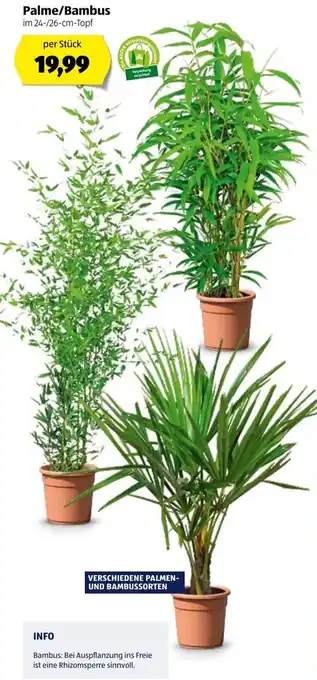 Hofer Palme/Bambus 24-/26-cm Angebot
