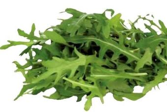 Transgourmet Rucola Angebot