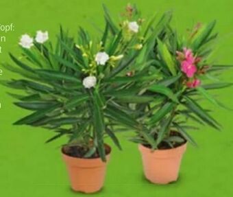 Hofer Oleander Angebot