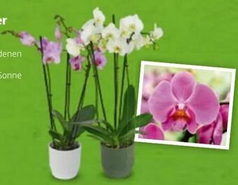 Hofer Orchidee Angebot