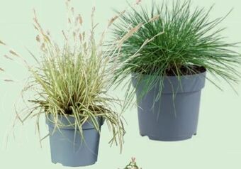 Lidl Ziergras Angebot