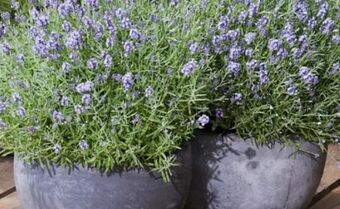 Hagebau Lavendel Angebot