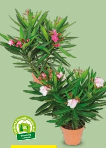 Hofer Oleander Angebot