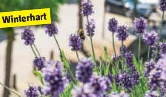 Bauhaus Lavendel Angebot