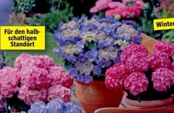 Bauhaus Hortensie Angebot