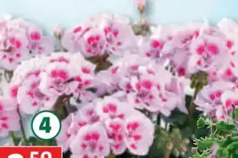 Bauhaus Pelargonie Magic Eyes Angebot