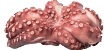 Transgourmet Octopus Pulpo Tasse Angebot