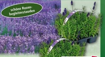 Norma Lavendel Angebot