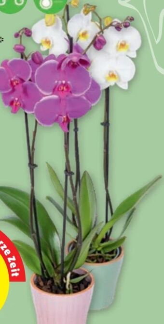 PENNY Orchidee Phalaenopsis Angebot