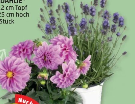 Lavendel Angebot bei PENNY