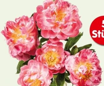 Interspar Pfingstrosen Angebot
