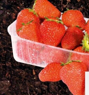 Spar Erdbeeren Angebot