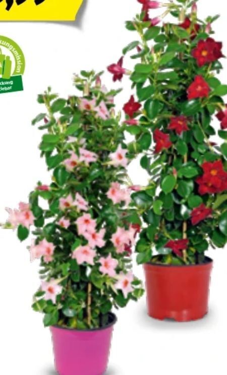Dipladenia Angebot bei Hofer