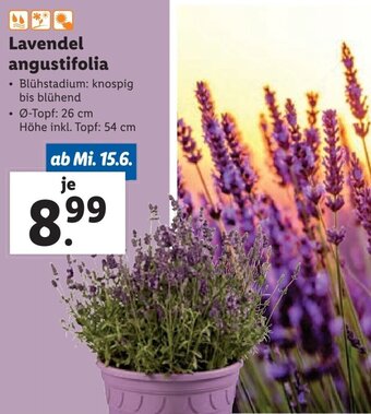 Lidl Lavendel Angustifolia Angebot