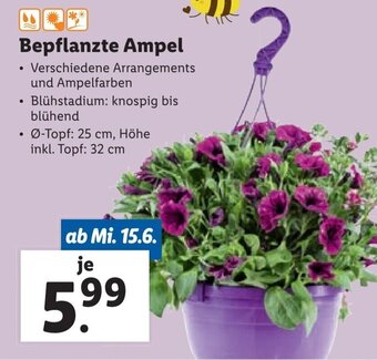 Lidl Bepflanzte Ampel Angebot